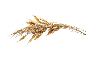 Dried Wheat Ears - A Golden Harvest . White background PNG