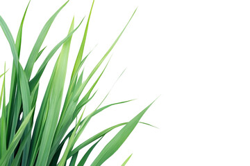 Fototapeta premium Close-up of Lush Green Grass . White background PNG