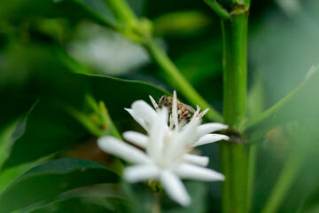 Bee Collecting Nectar from a Vibrant Flower
