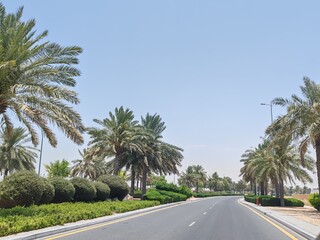 Fototapeta premium Palm Tree, View of Palm tree with Blue SKY background, Date tree or Arabic palm tree with Date on it Palm trees with Dates fruits on its, trees are Loaded with bunches of fruits Healthy food Date Plam
