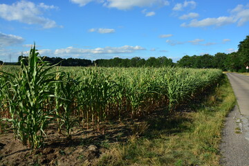 Obraz premium Mais, Feld, Horizont, Himmel, natur, Sommer