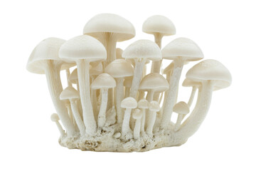Close-up of a Cluster of Delicate White Mushrooms . White background PNG