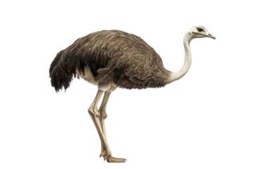 Majestic Ostrich in Profile View . White background PNG