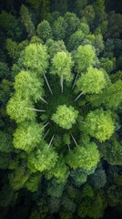 Dense forest canopy, circular pattern
