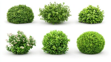 Set of garden bushes with lush, healthy foliage and small decorative flowers on a white background.