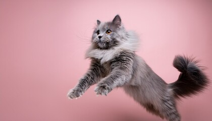 Obraz premium nebelung cat jumping and playing studio lighting isolated on pastel background stock photographic style
