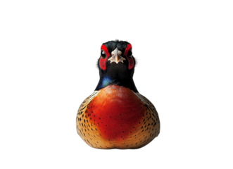 Common pheasant