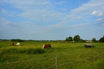 Weide, Wiese, Natur, Horizont, Himmel, Tier, Sommer