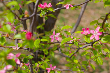 Blooming Japanese quince flower
