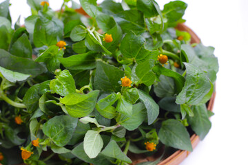 Yellow flower with green leaves of acmella oleracea or toothache plant on white background
