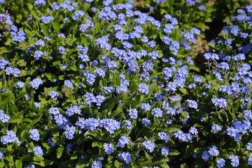Blue forget me not flowers