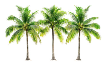 Obraz premium Lush Tropical Palm Trees with Vibrant Green Leaves Standing in a Row Against a Clear Background Evoking Calmness and Relaxation in a Natural Setting
