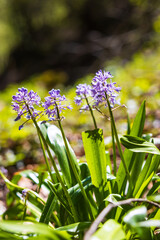 Obraz premium Hyacinth Squill Flower by a Path in its Natural Habitat near the Ars Waterfall, in the Pyrenees Region of Haut-Couserans, Ariège