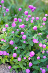 Globe amaranth pink flower or bachelor button flower