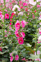 Obraz premium Beautiful hollyhock flower in the park
