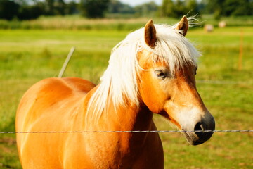 Tier, Pferd, Weide, Portrait, Natur
