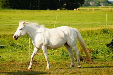 Tier, Säugetier, Pferd, Weide, Natur, Sommer