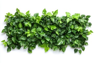 Naklejka premium A dense arrangement of vibrant green leaves covering a surface against a white background studio 