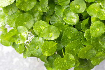 Green leaves of centella asiatica with rain drop (Gotu Kola) Fresh herb plant