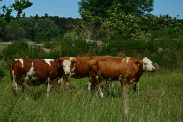 Tier, Tierhaltung, Rind, Kuh mit Kalb, Natur, Sommer