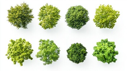 Set of green forest canopies with sunlight peeking through the leaves, top view on white background.