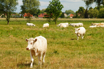 Weide, Tierhaltung, Dorf, Himmel, Natur, Sommer