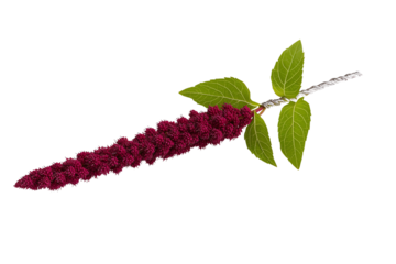 A single amaranth flower spike with vibrant red blossoms and green leaves.