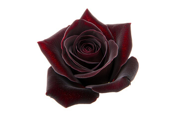 A close-up view of a dark red rose in full bloom, displaying intricate petals and a velvety texture.