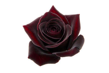 A close-up view of a dark red rose in full bloom, displaying intricate petals and a velvety texture.