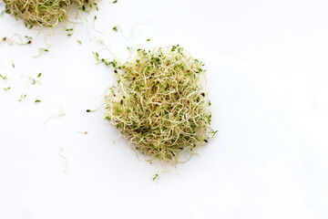 Fresh green sprouted alfalfa seeds