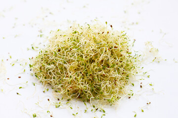 Fresh green sprouted alfalfa seeds
