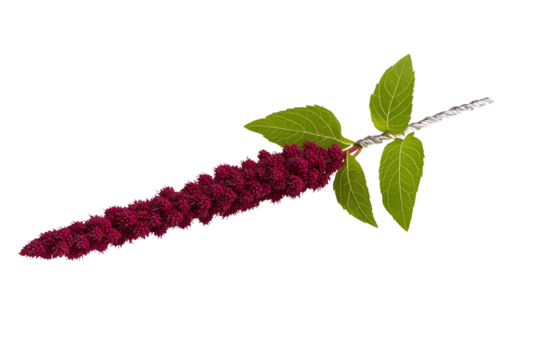 A single amaranth flower spike with vibrant red blossoms and green leaves.