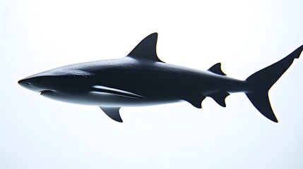 Obraz premium Silhouette of a shark swimming against a bright white background. The shark is in sharp focus, and its details are clearly visible. The image has a clean and modern aesthetic.