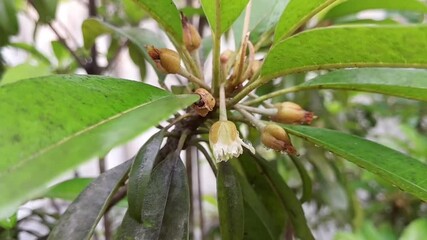 Sapodilla flower. Khulna, Bangladesh. 28 April, 2025.