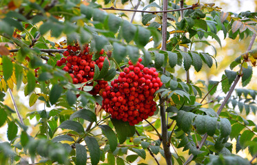 Close-up of vibrant red rowan berries and green foliage in the autumn