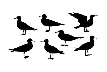 Silhouette depiction of seven seagulls in various poses against a white backdrop