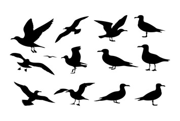 Silhouette illustration of various seagulls in flight and standing poses