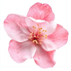 Naklejka premium Closeup of a Delicate Light Pink Flower Blossom on White Background