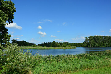 Baum, See, Horizont, Himmel, Natur, Landschaft, Sommer