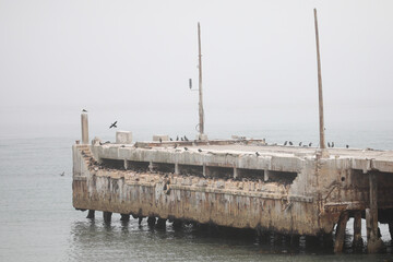 Old harbor pier now a bank cormorant breeding colony with the sea around it