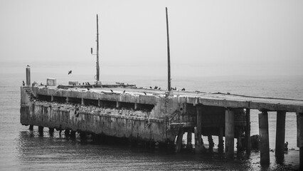 Old harbor pier now a bank cormorant breeding colony with the sea around it