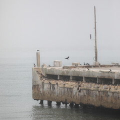 Old harbor pier now a bank cormorant breeding colony with the sea around it