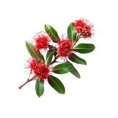 Vibrant Pohutukawa Flowers on Branch - New Zealand Christmas Tree Blooms