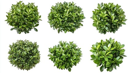 Obraz premium Set of medium-sized, healthy garden bushes with dark, glossy leaves on a white background.