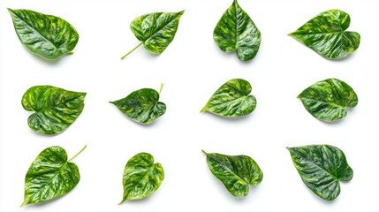 Set of monstera leaves scattered naturally on white background