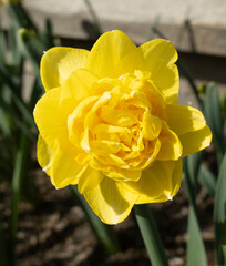 Vibrant yellow daffodil in bloom, surrounded by green leaves in a garden. Perfect for themes of spring, nature, or floral beauty