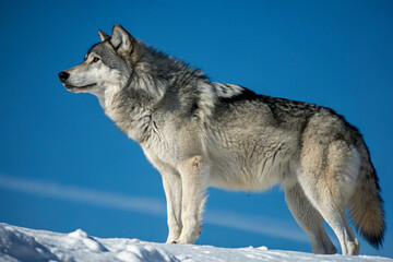 Obraz premium A wild gray wolf, Canis lupus, a white-furred mammal and predator, braves the winter snow.