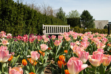A white bench sits among vibrant tulips in a lush garden, under a clear sky. Ideal for themes of spring, relaxation, or floral beauty