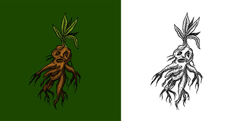 Mandrake root plant for Halloween. Witchcraft and sorcery thing magician and voodoo hand drawn engraved 