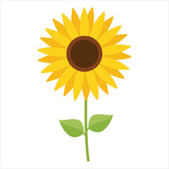 sunflower vector illustration